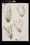 Aristida adscensionis image