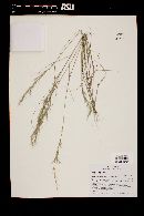 Aristida adscensionis image