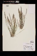 Aristida adscensionis image