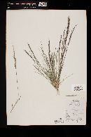 Aristida adscensionis image