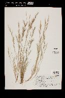 Aristida adscensionis image