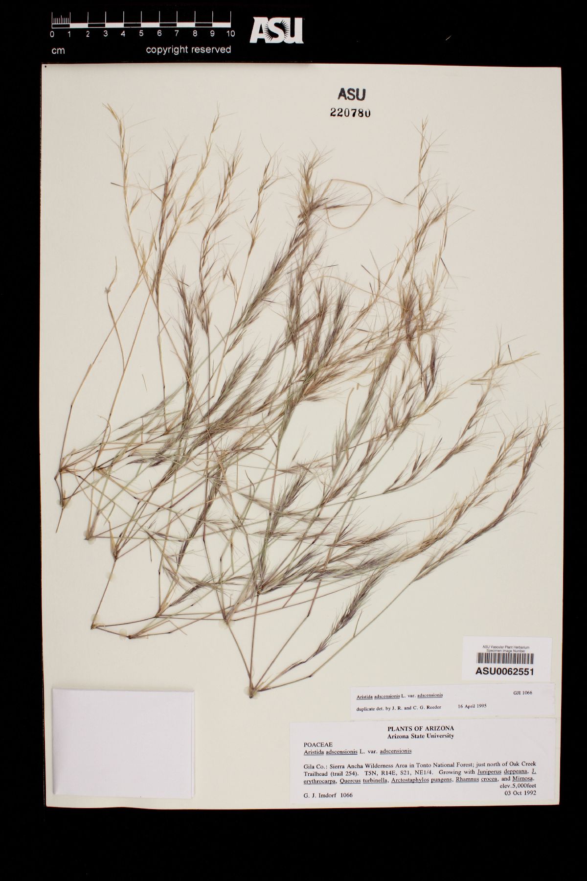 Aristida adscensionis var. adscensionis image