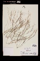 Aristida adscensionis image