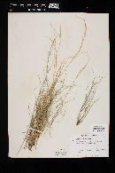 Aristida adscensionis image