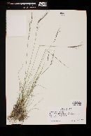 Aristida arizonica image