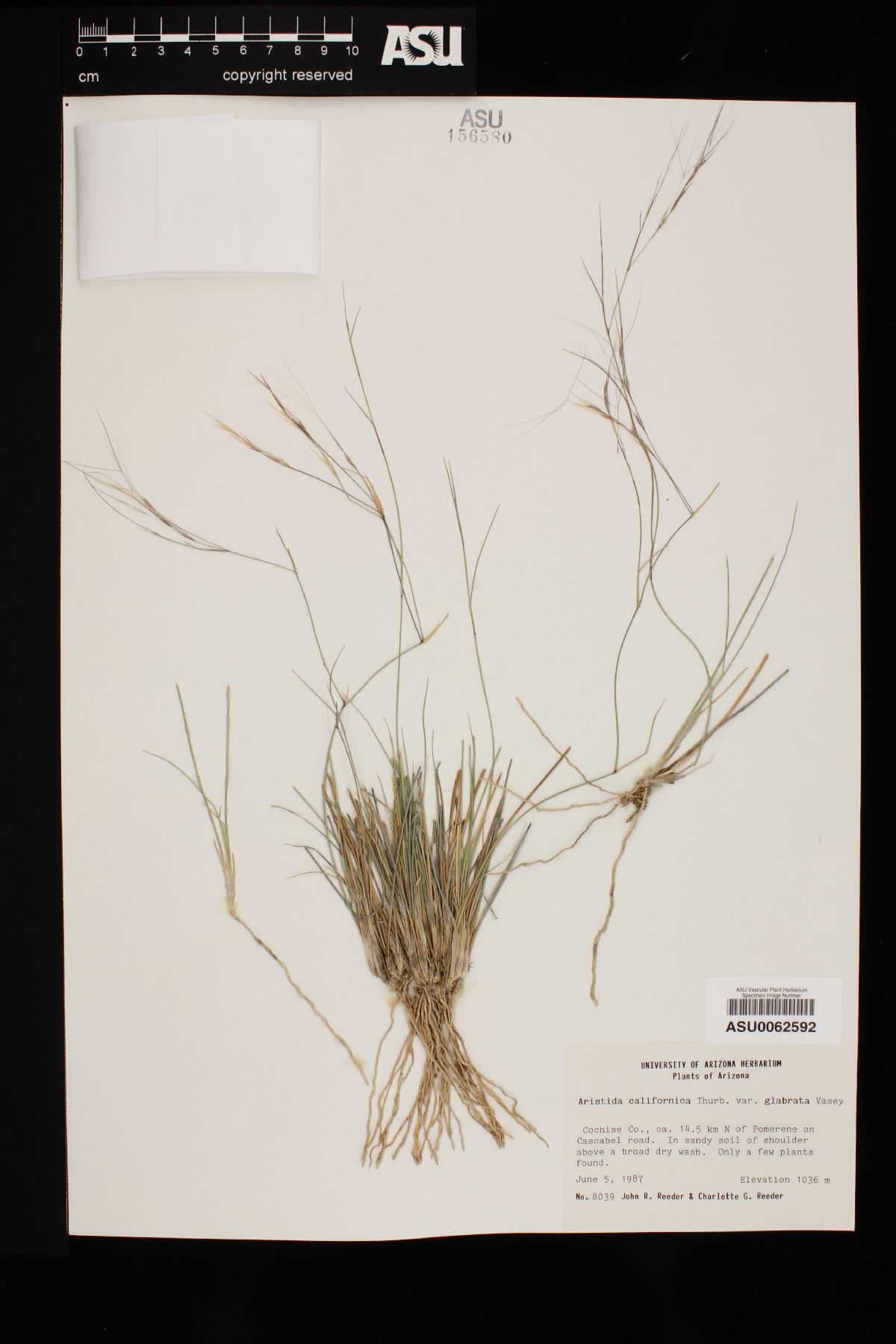 Aristida californica image