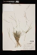 Aristida californica var. glabrata image