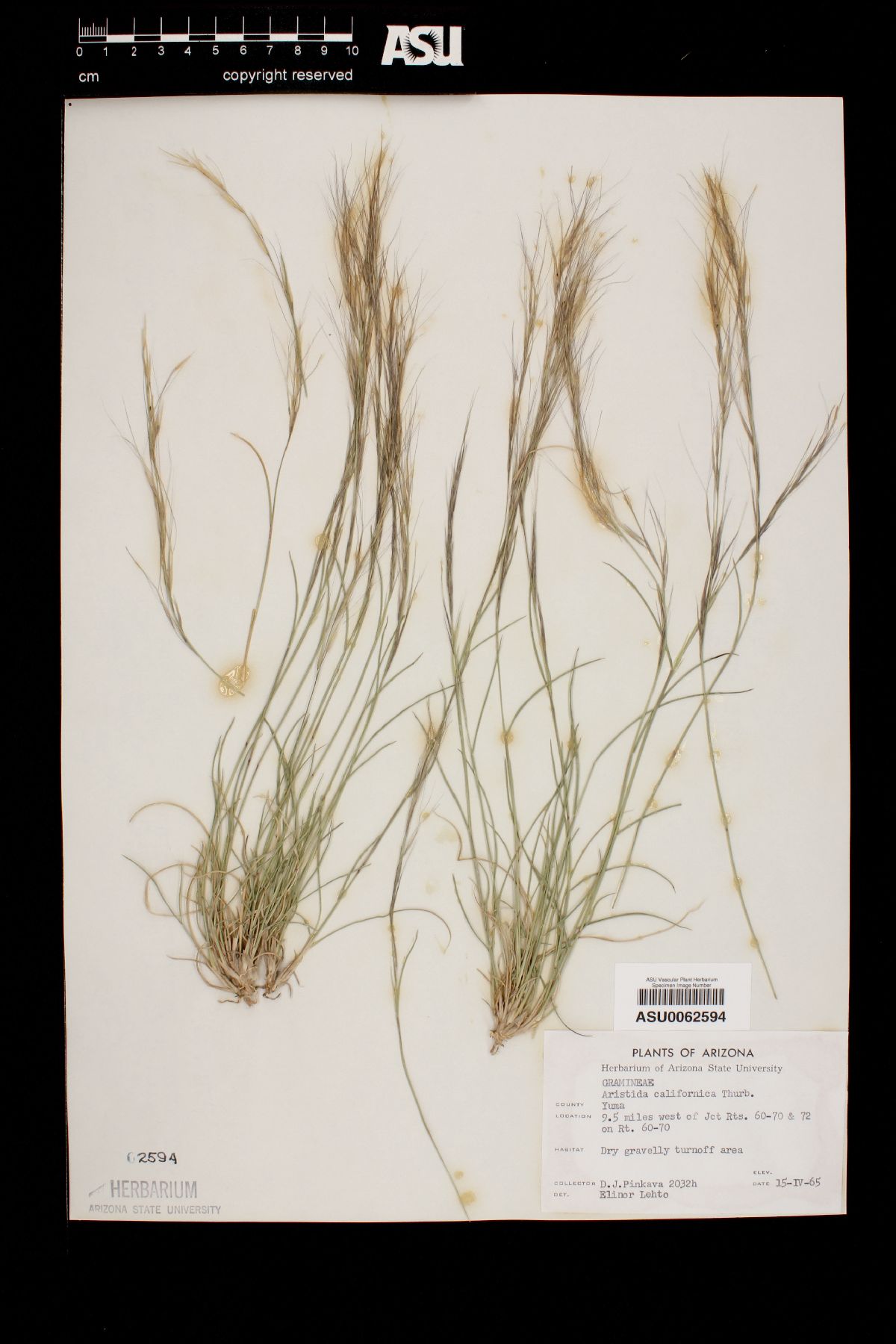 Aristida californica image