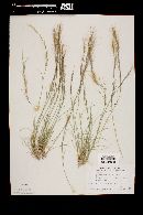 Aristida californica image