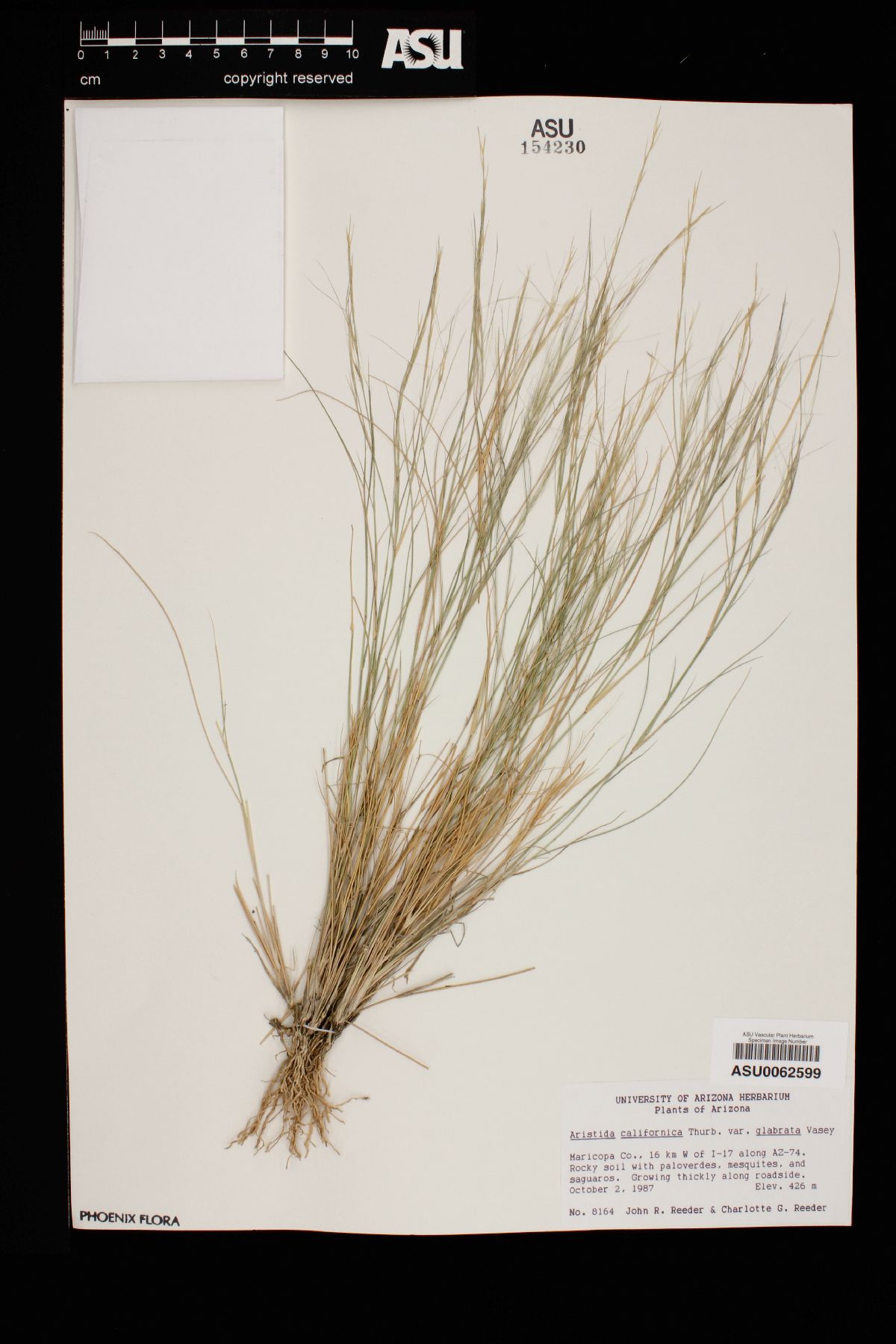 Aristida californica image