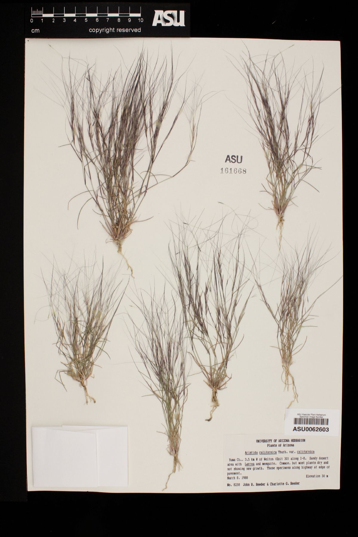 Aristida californica var. californica image