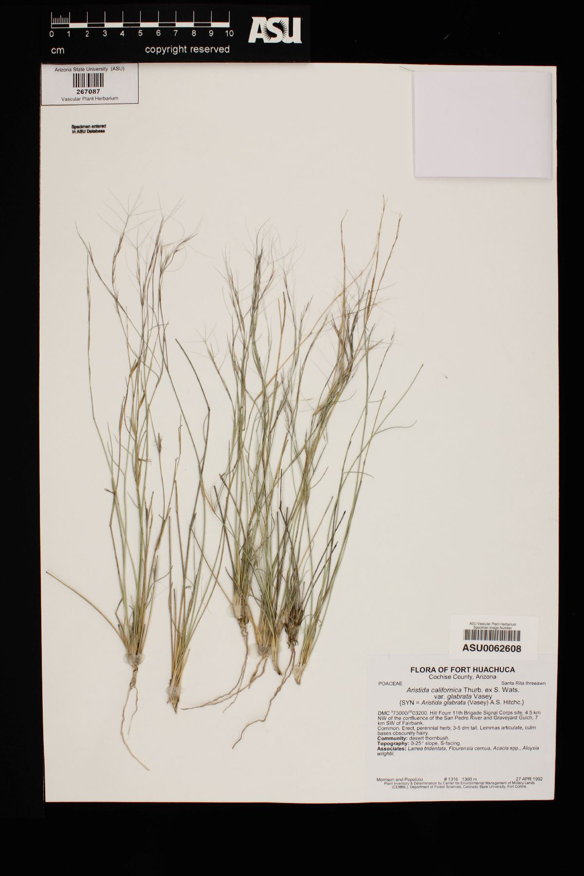 Aristida californica var. glabrata image