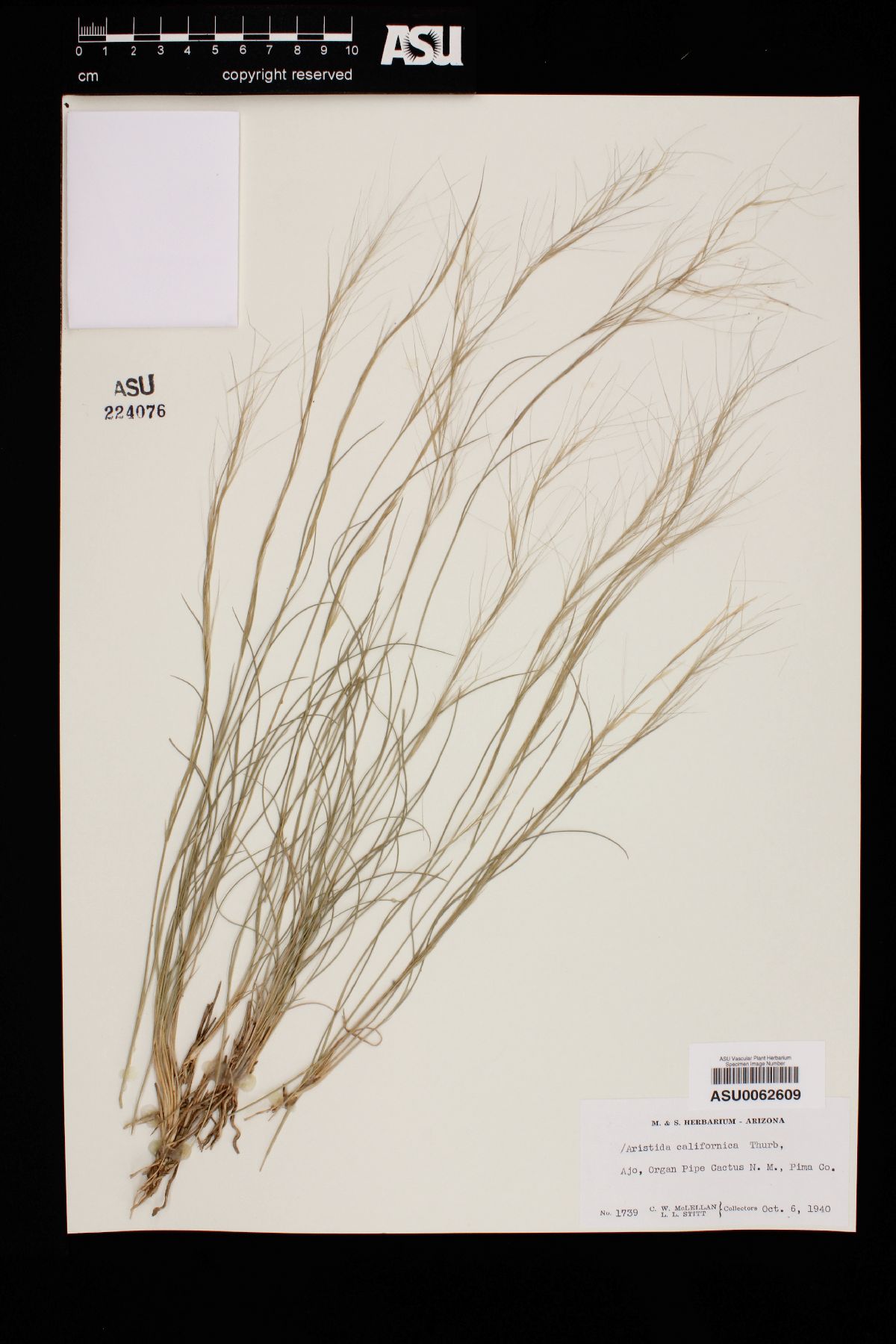 Aristida californica image