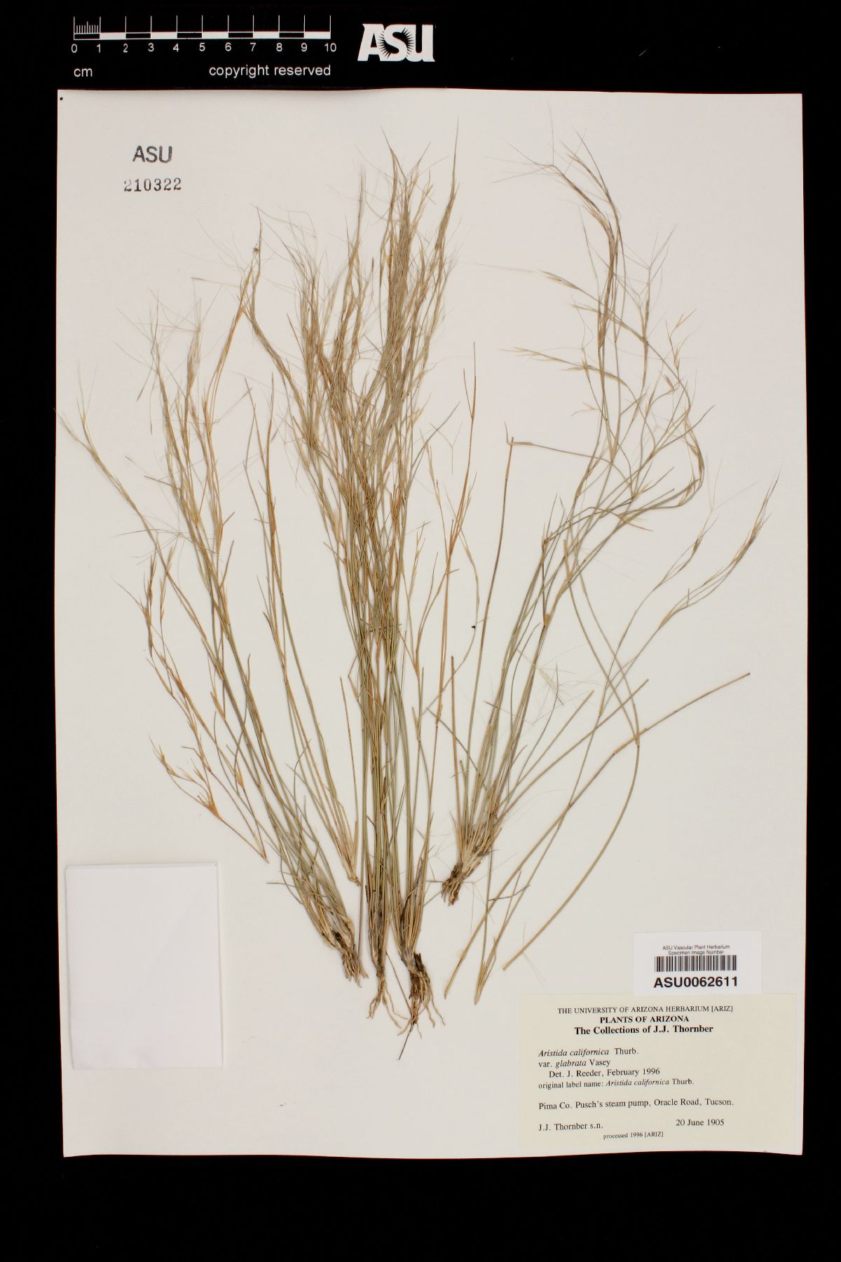 Aristida californica image