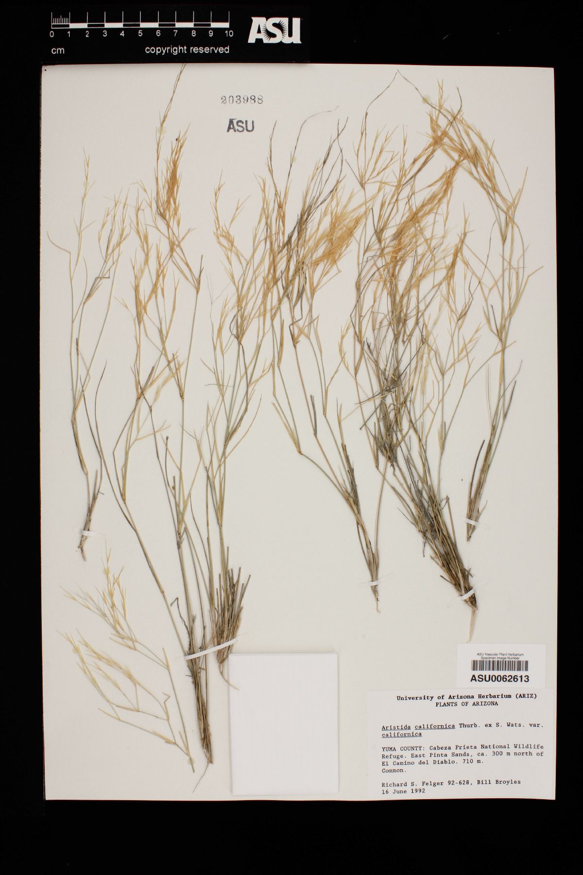 Aristida californica image