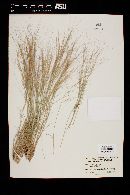 Aristida californica image