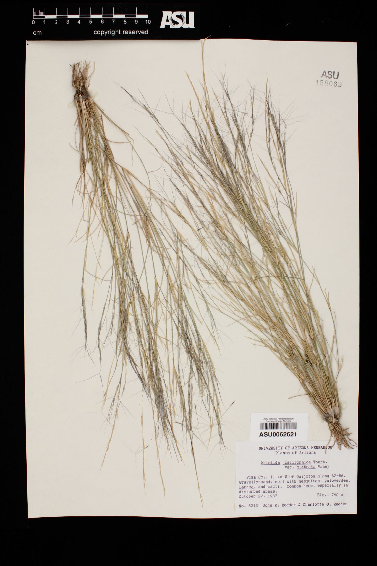 Aristida californica image