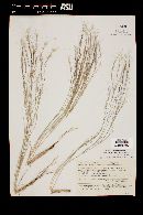 Aristida californica var. glabrata image