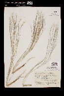 Aristida californica image