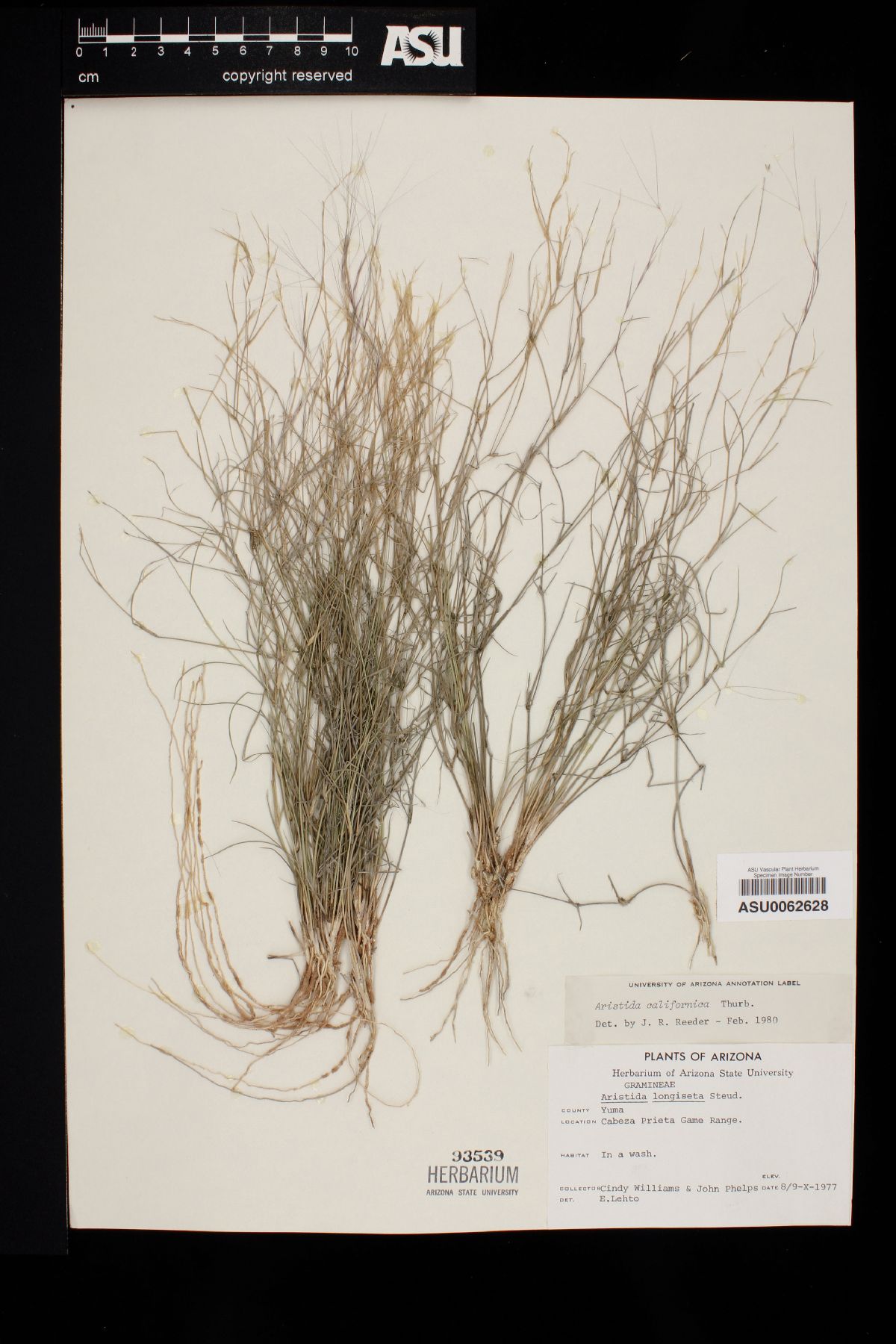 Aristida californica image