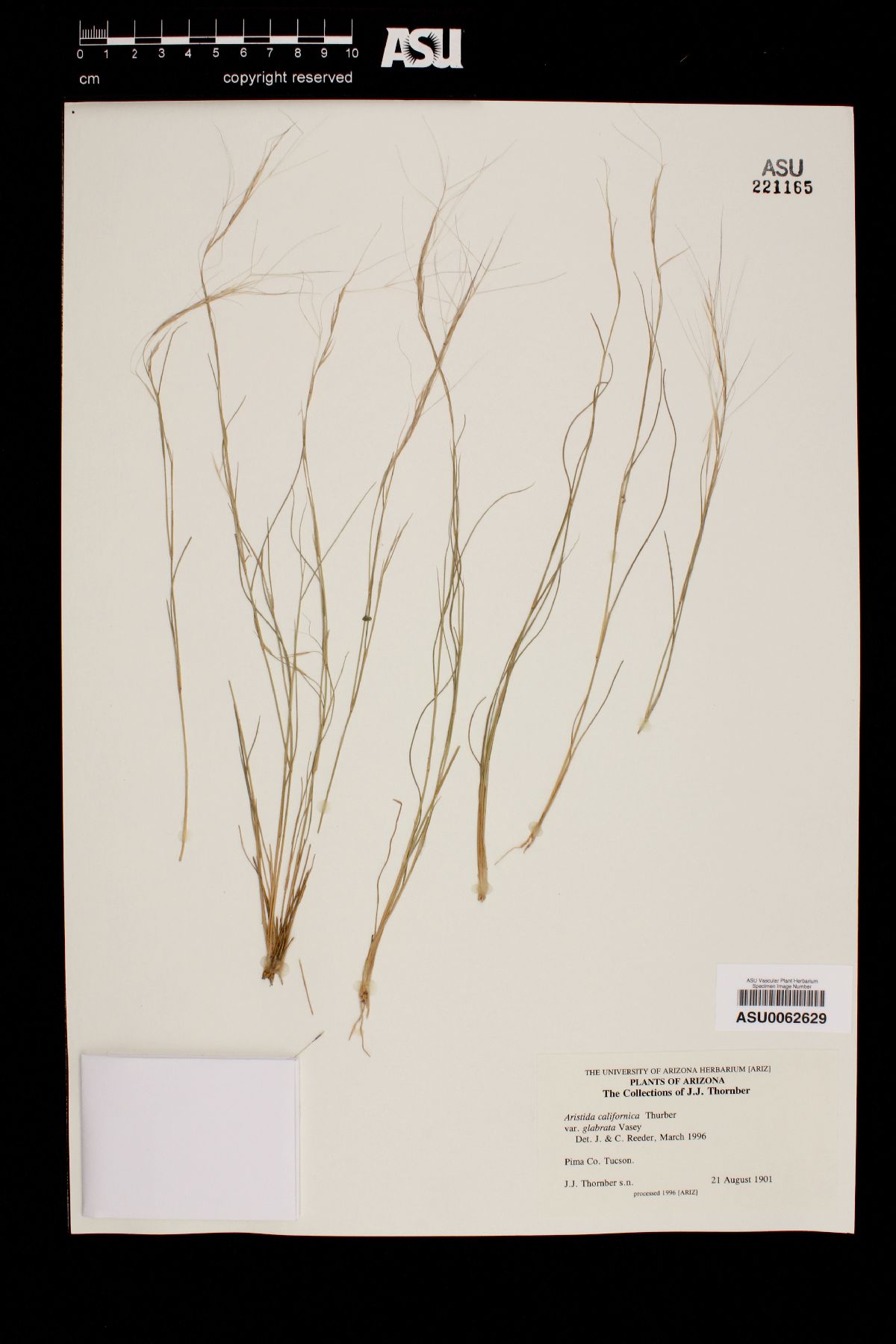 Aristida californica image