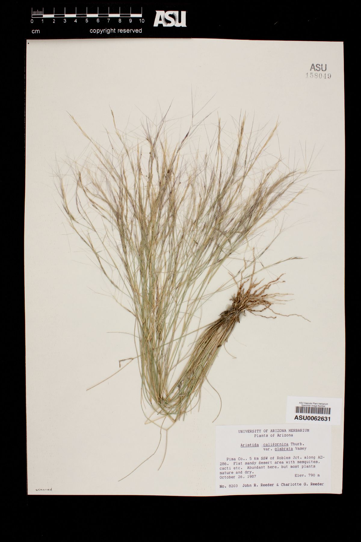 Aristida californica var. glabrata image