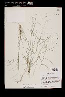 Aristida divaricata image