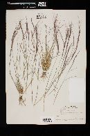 Aristida purpurea var. fendleriana image