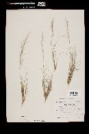 Aristida purpurea var. nealleyi image