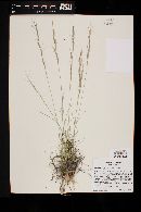 Aristida purpurea var. nealleyi image