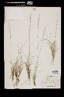 Aristida purpurea var. nealleyi image