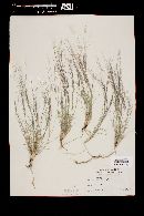 Aristida purpurea var. longiseta image