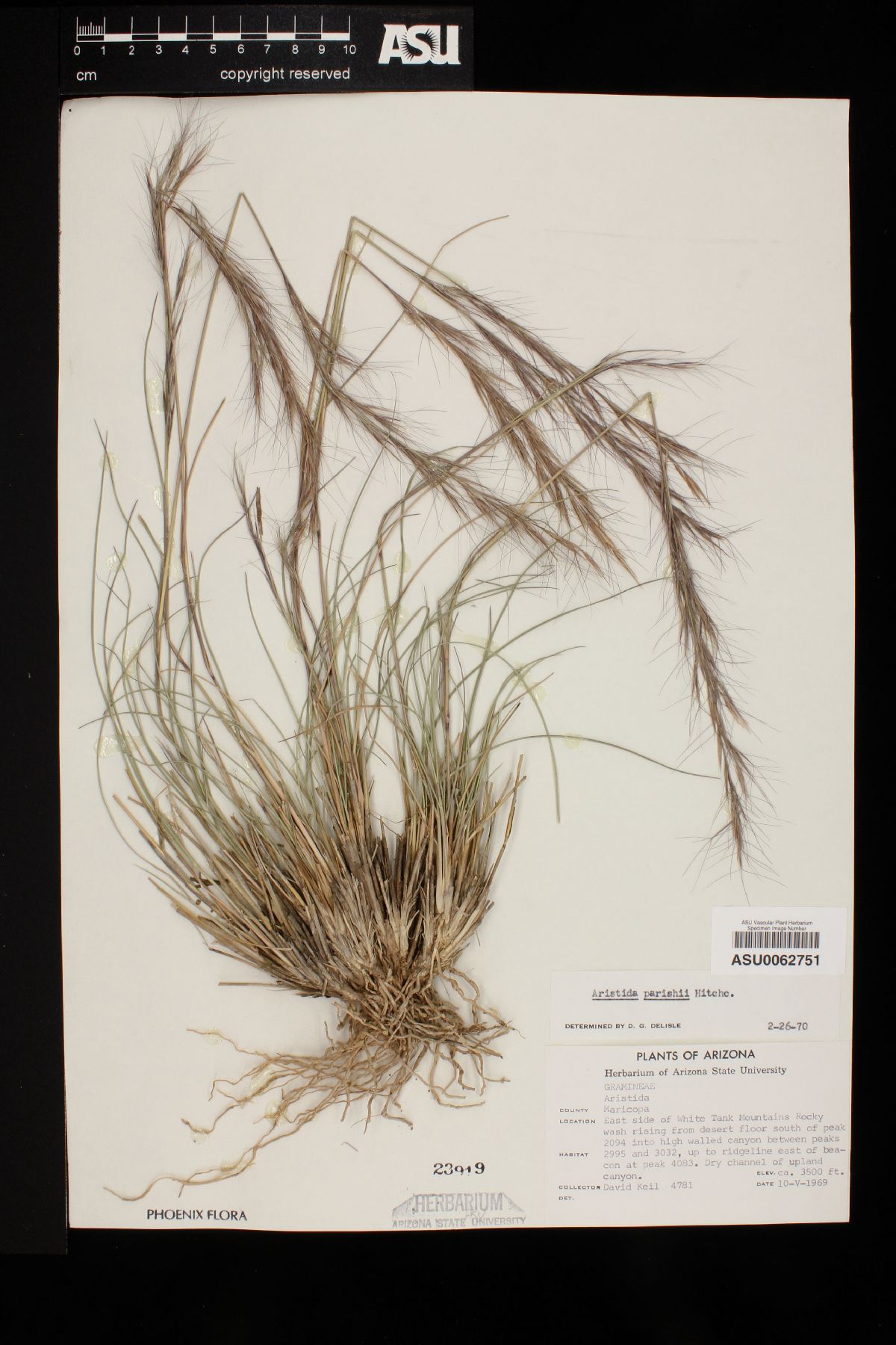 Aristida purpurea var. parishii image