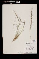 Aristida purpurea var. parishii image