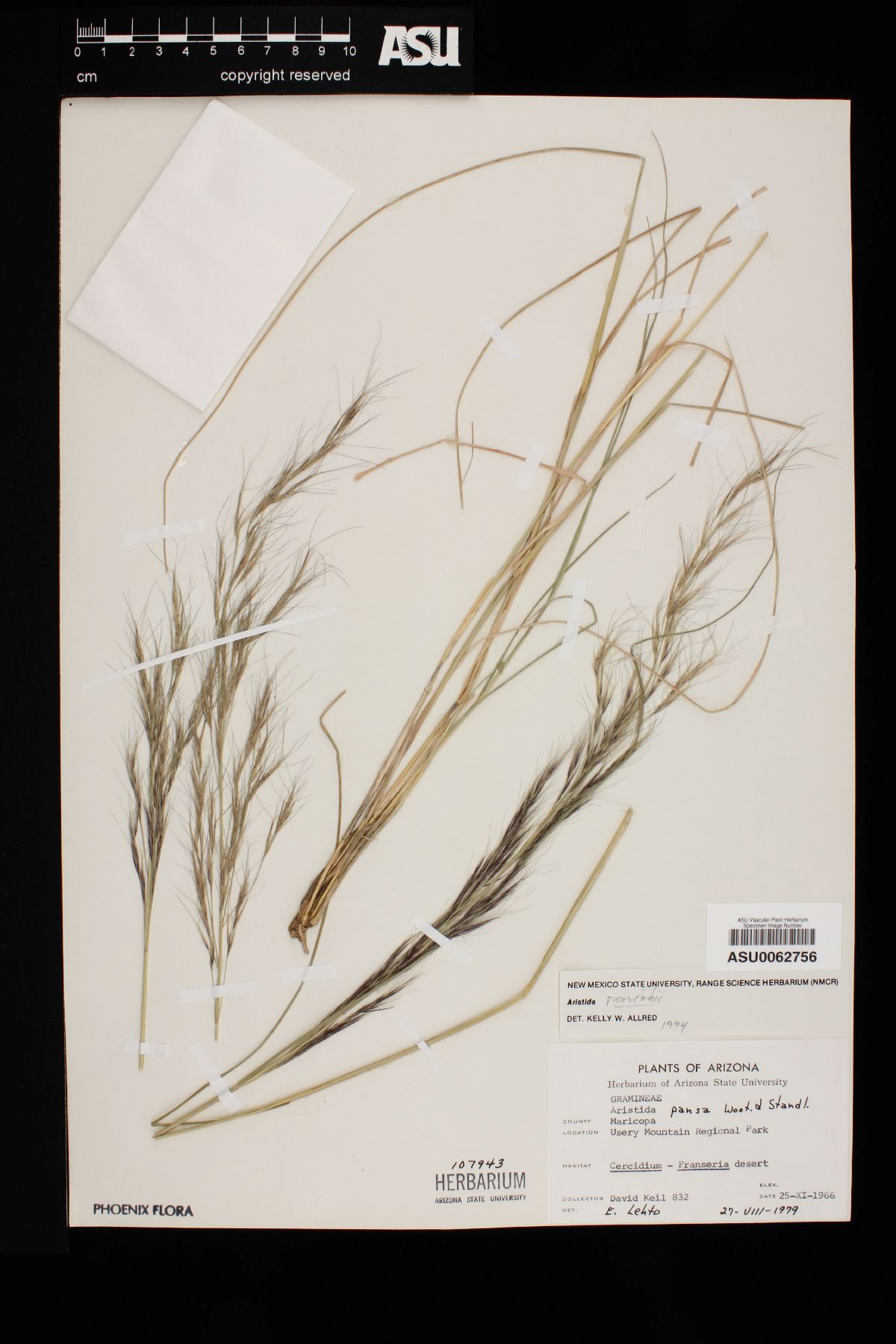 Aristida purpurea var. parishii image