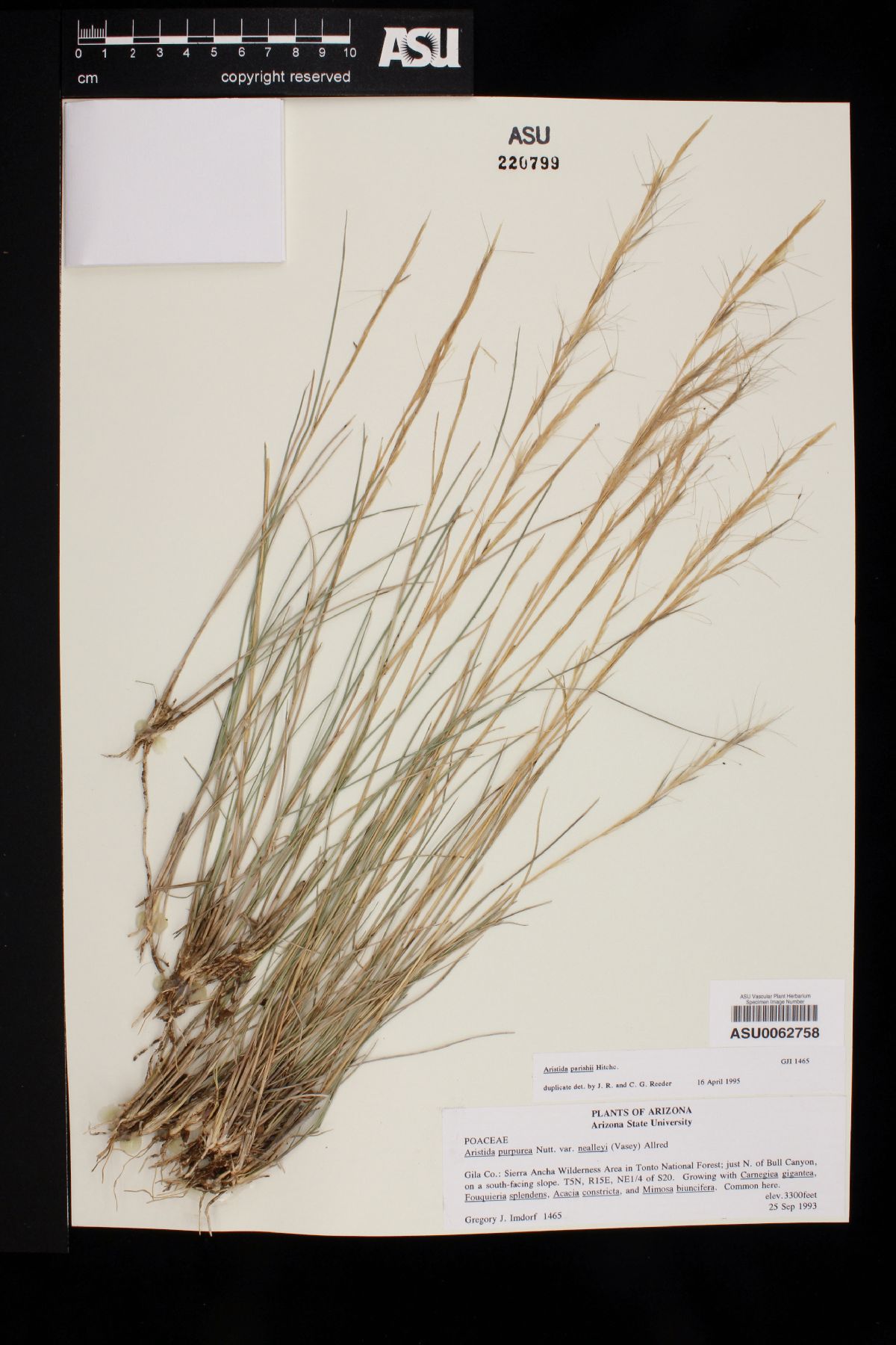 Aristida purpurea var. parishii image