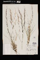 Aristida purpurea var. parishii image