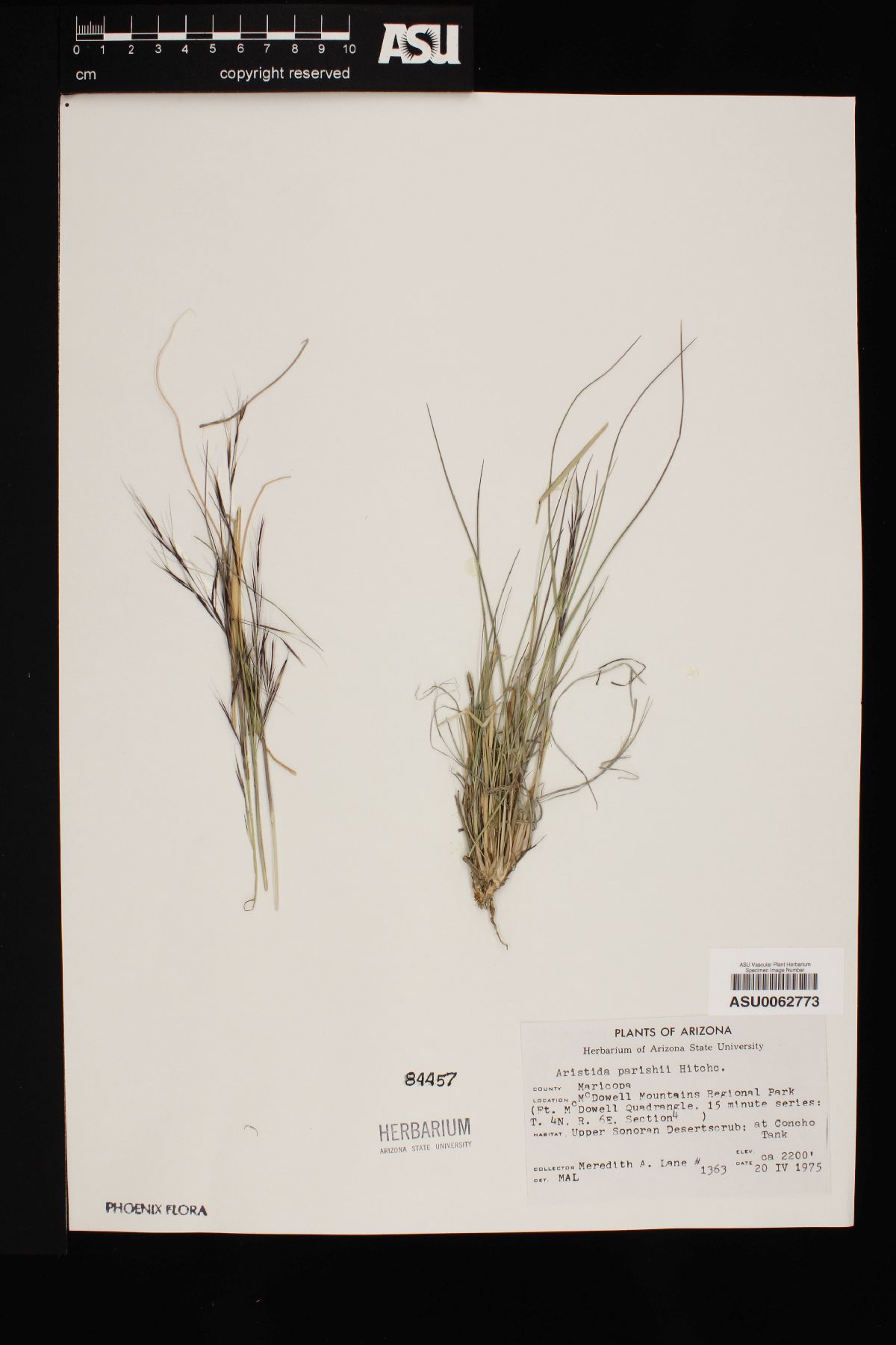 Aristida purpurea var. parishii image