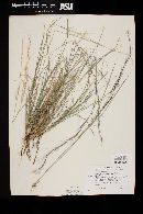 Aristida purpurea var. parishii image