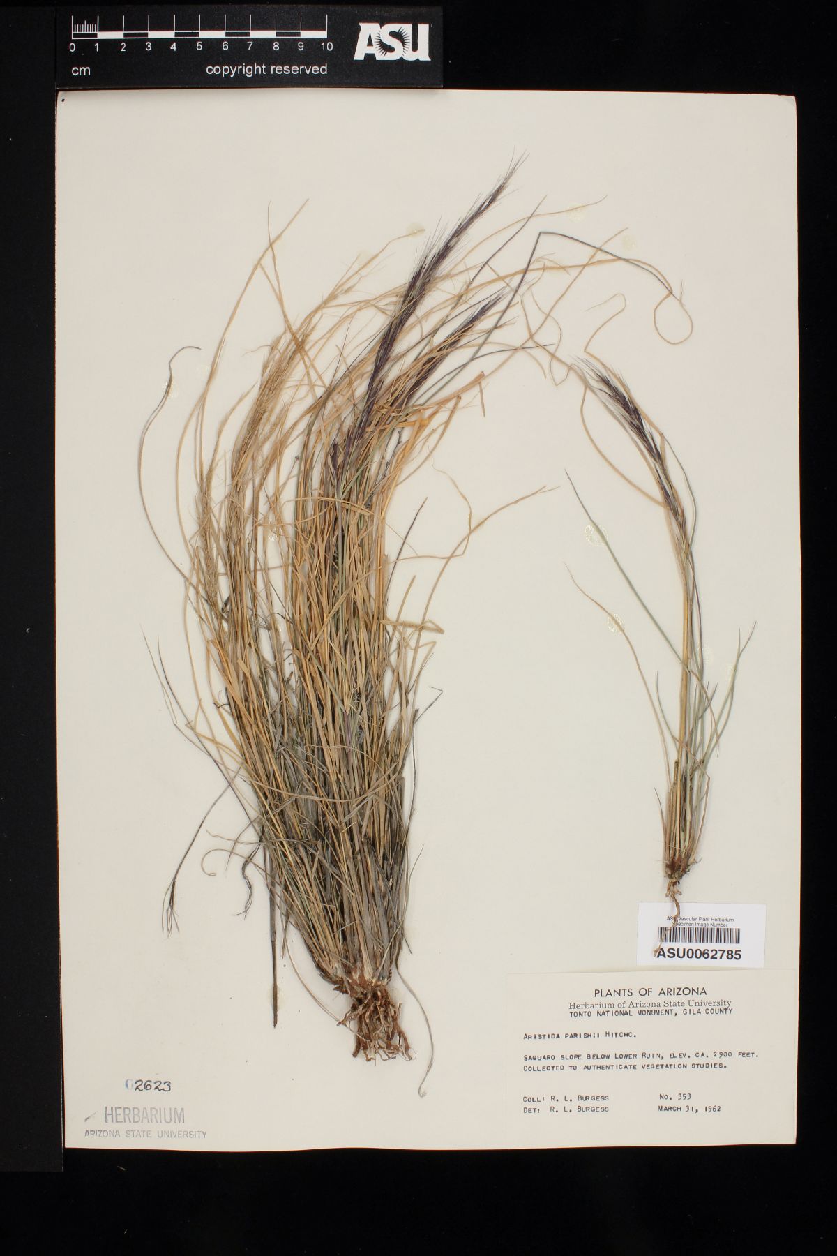 Aristida purpurea var. parishii image