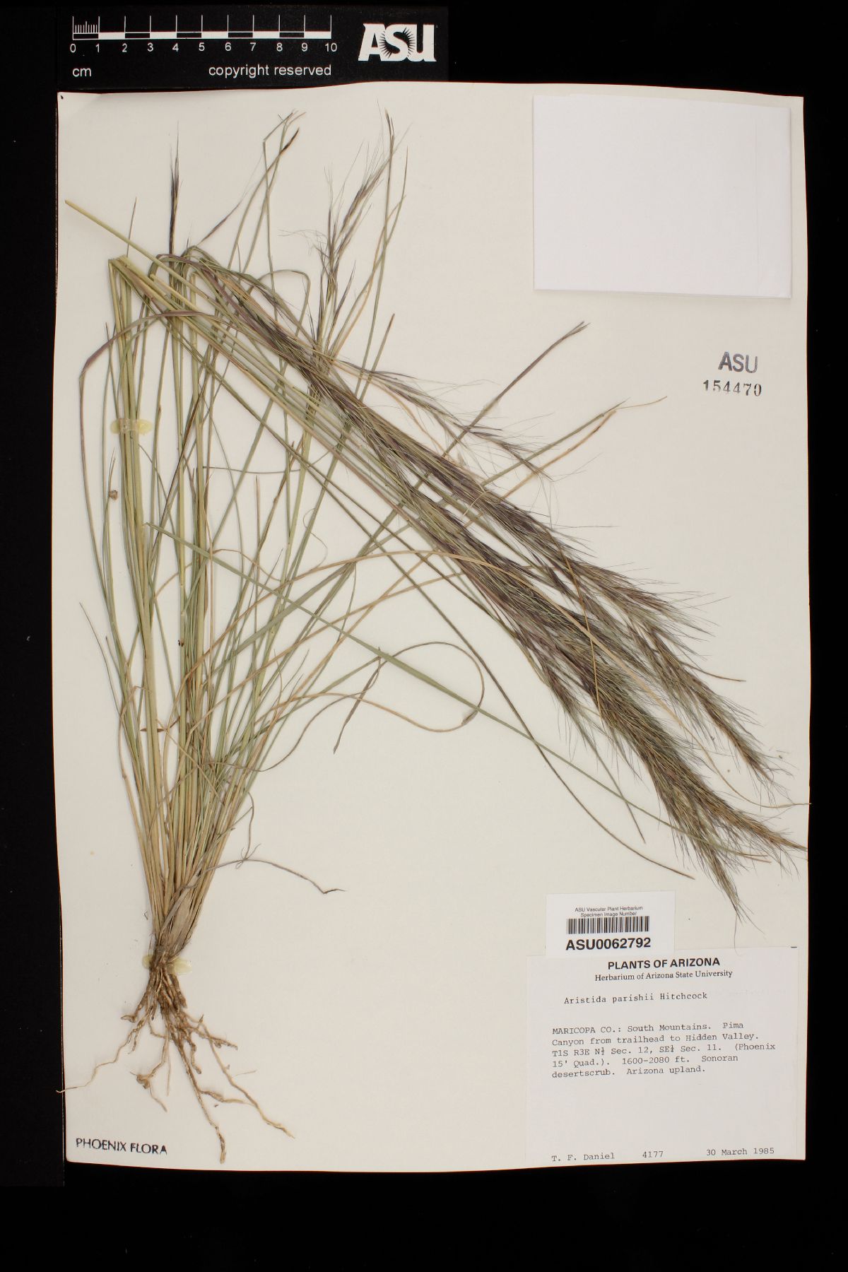 Aristida purpurea var. parishii image