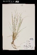 Aristida purpurea var. parishii image