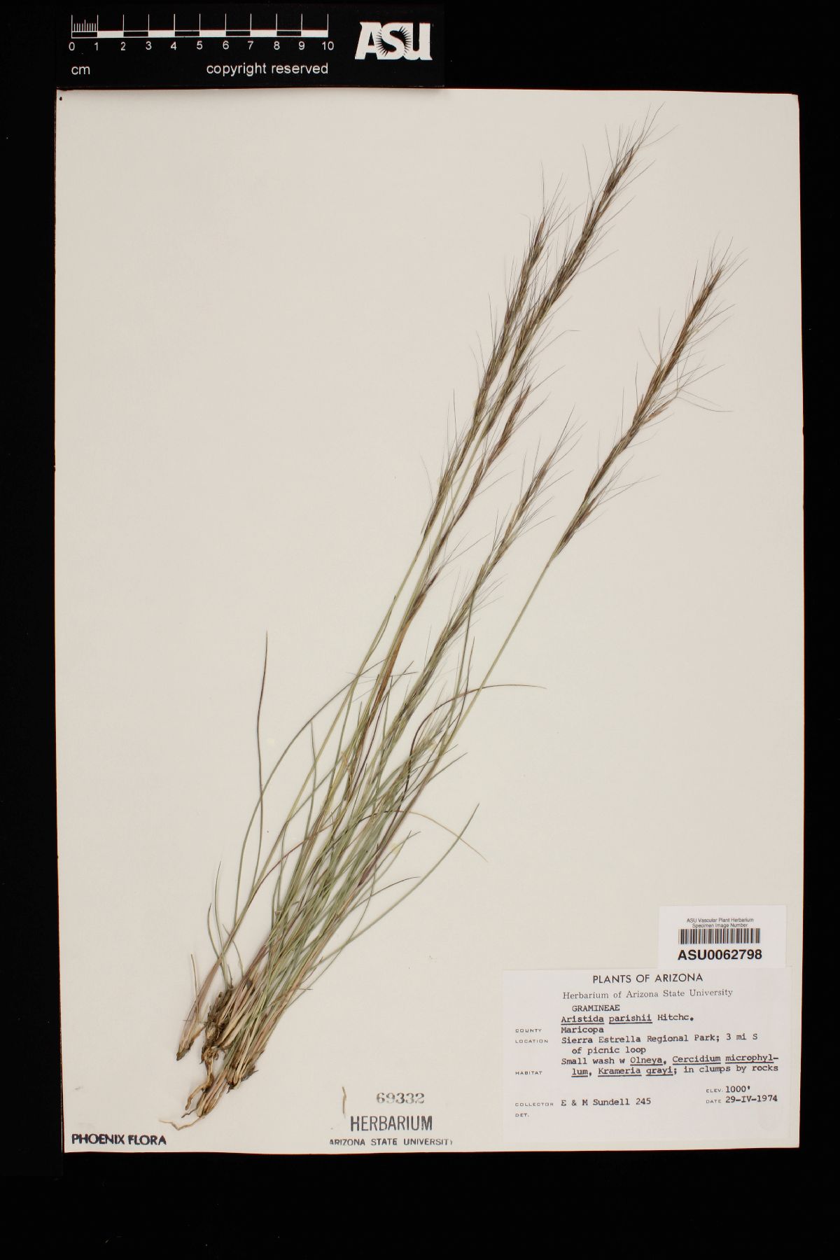 Aristida purpurea var. parishii image
