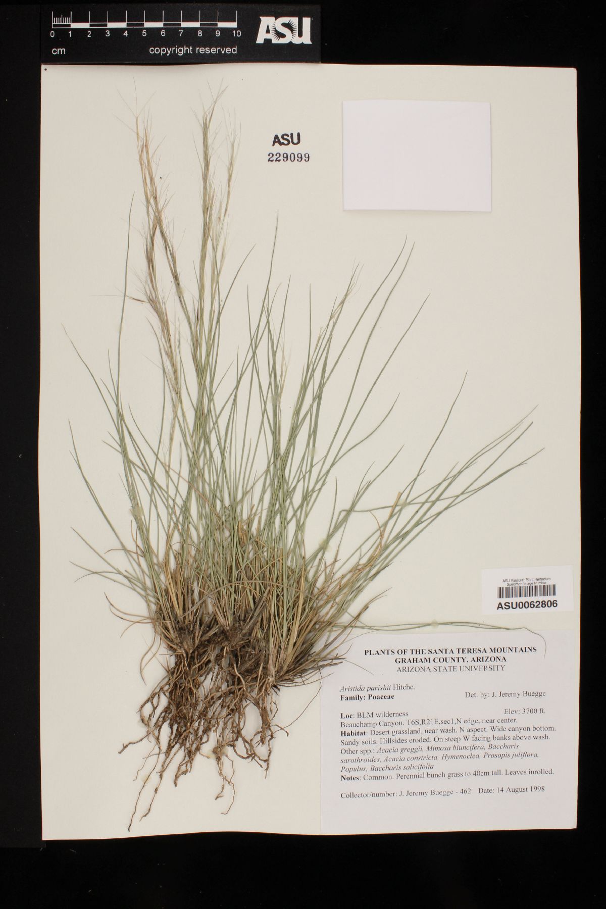 Aristida purpurea var. parishii image