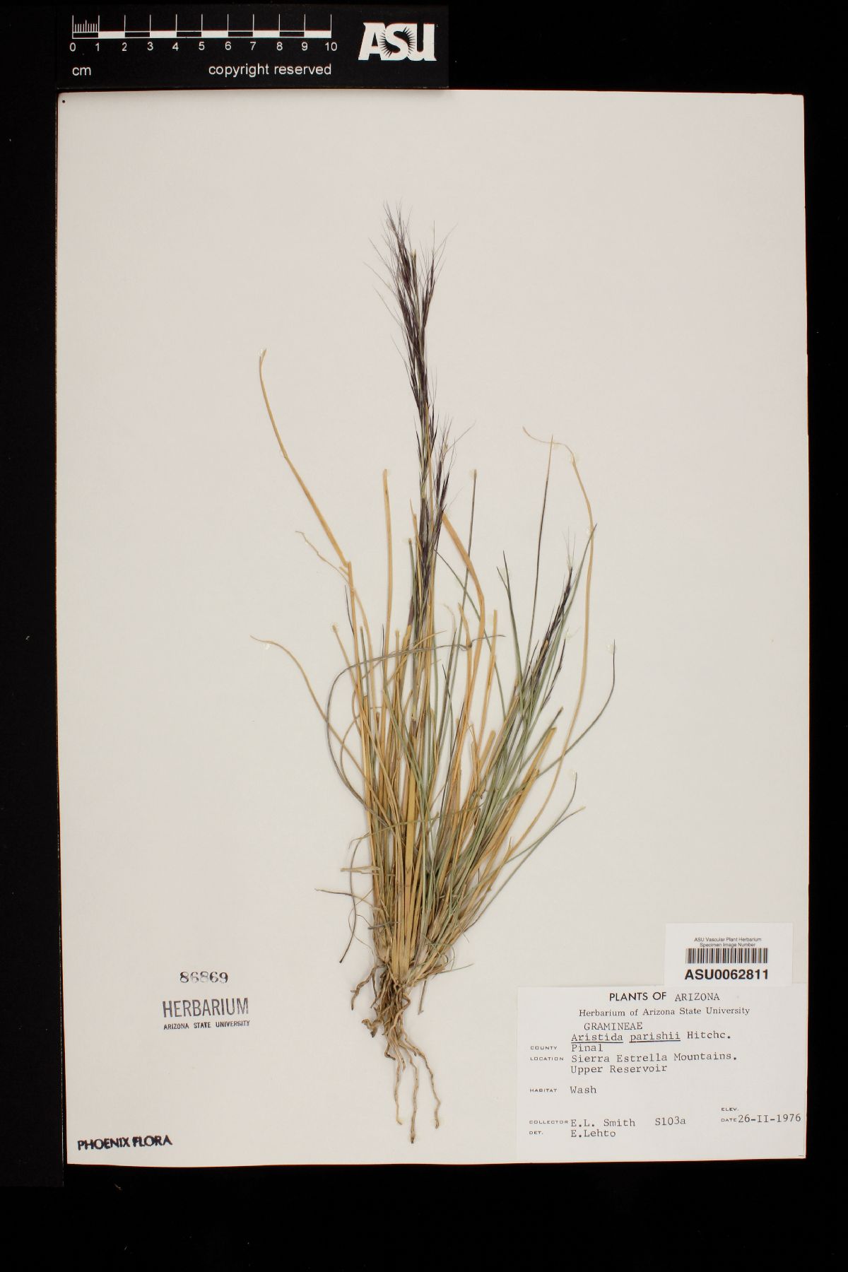 Aristida purpurea var. parishii image