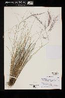 Aristida purpurea image