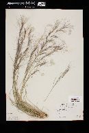 Aristida purpurea image