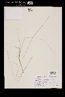 Aristida purpurea image