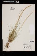 Aristida purpurea var. nealleyi image