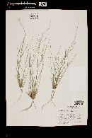 Aristida purpurea var. nealleyi image